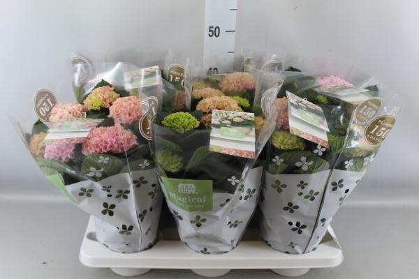 <h4>Hydrangea mac. 'Magical Revolution'</h4>