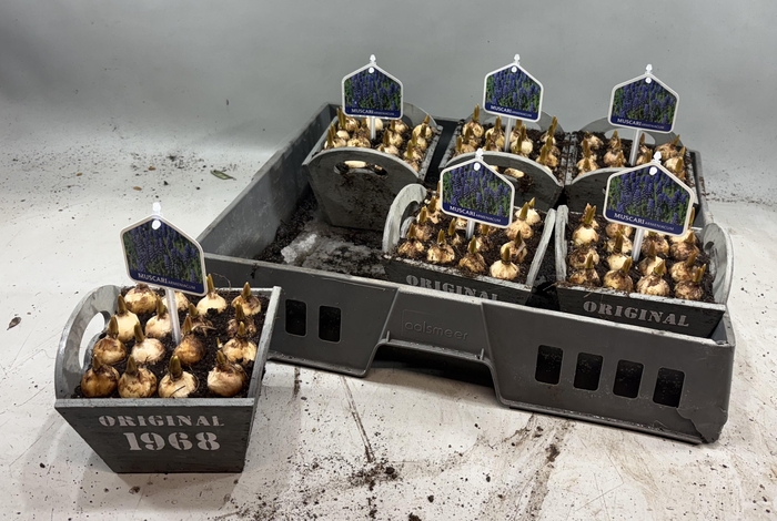 <h4>ARR MUSCARI</h4>