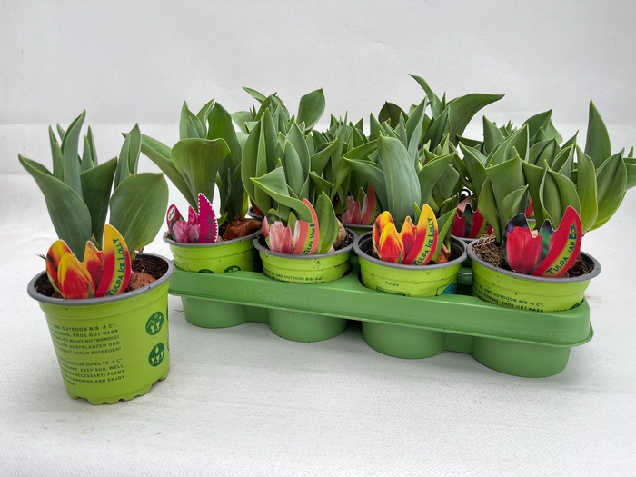 arr8 Tul Gem 4 Kleuren