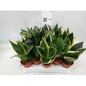 Sansevieria trifa. 'Hahnii'