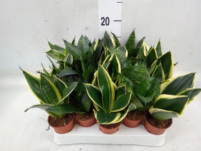 <h4>Sansevieria trifa. 'Hahnii'</h4>