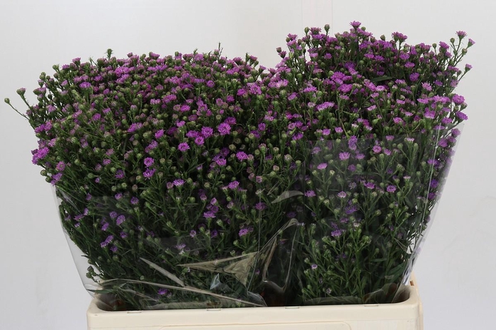 <h4>Aster Baby Pink</h4>