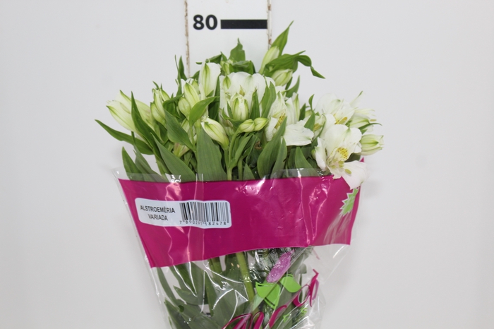 <h4>ALSTROEMERIA AVALANGE 080 CM</h4>