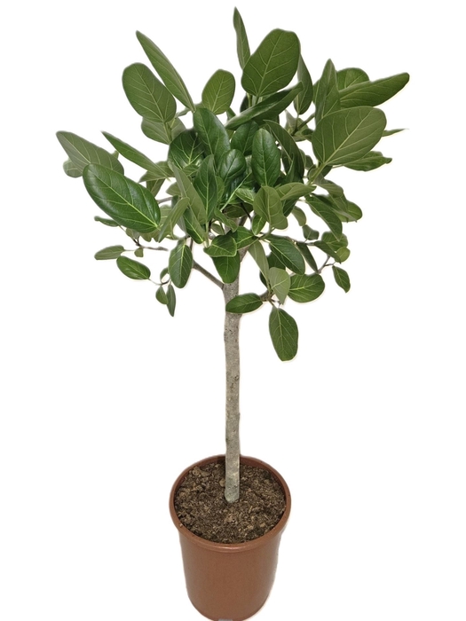 <h4>Ficus Benghalensis</h4>