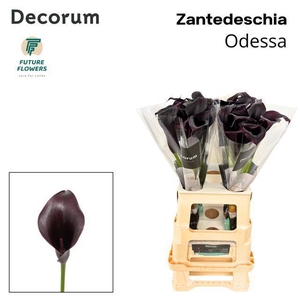 ZANT ODESSA