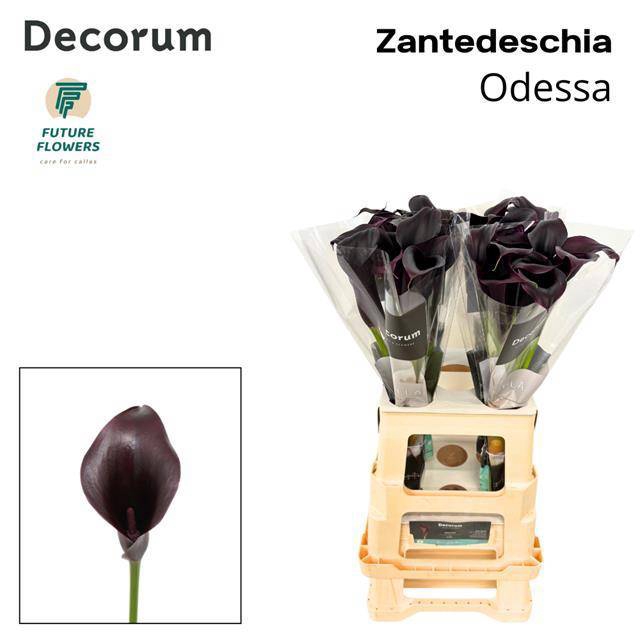 <h4>ZANT ODESSA</h4>