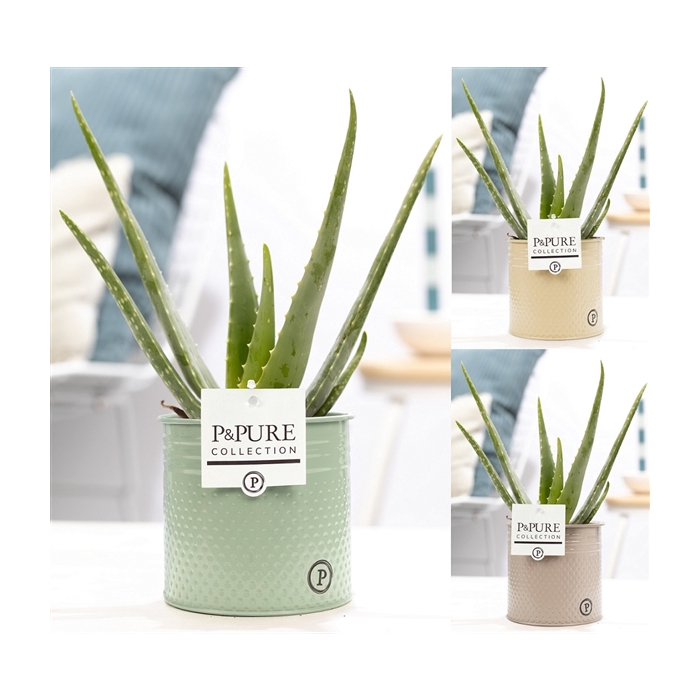 <h4>Aloe Vera in P&PURE zinc Louise 4 ass. 3</h4>