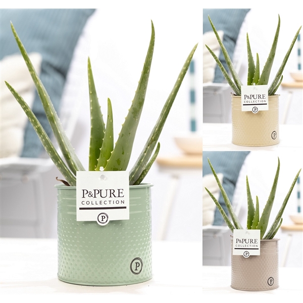 Aloe Vera in P&PURE zinc Louise 4 ass. 3