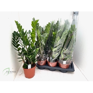ZAMIO ZAMIIFOLIA