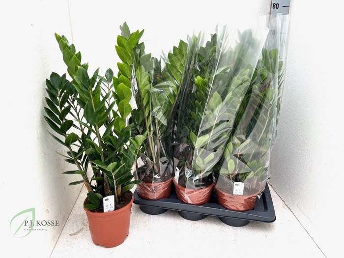 <h4>ZAMIO ZAMIIFOLIA</h4>