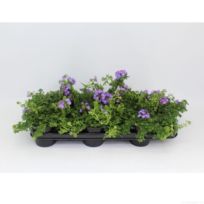 <h4>Verbena Magelana Lilac</h4>