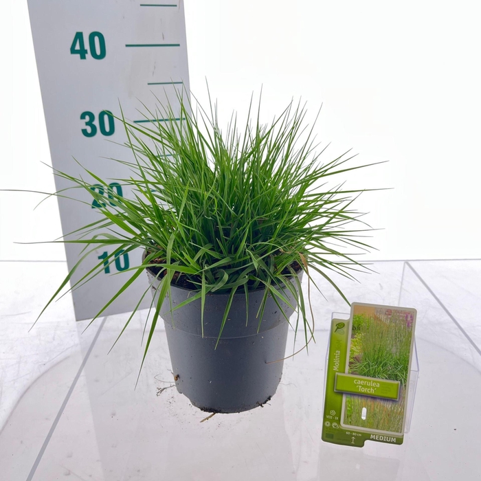 Molinia caerulea