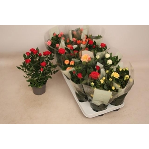 RO KORDANA GEM 6 SRT