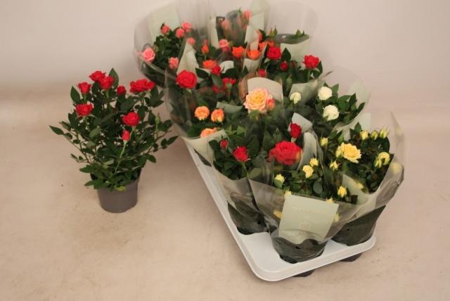 <h4>RO KORDANA GEM 6 SRT</h4>