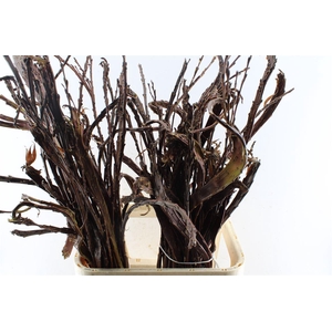 Salix Sekka Bandwilg