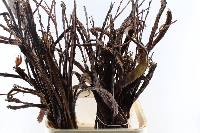 <h4>Salix Sekka Bandwilg</h4>