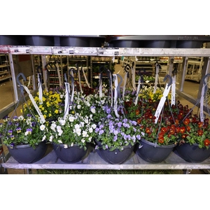 Vio Co End Mixk In Hangpot