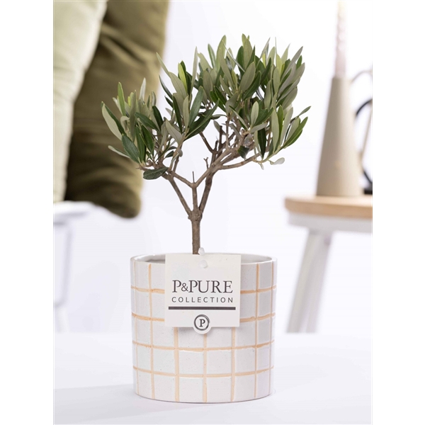 <h4>Olea Europaea in P&PURE Tirza ceramics</h4>