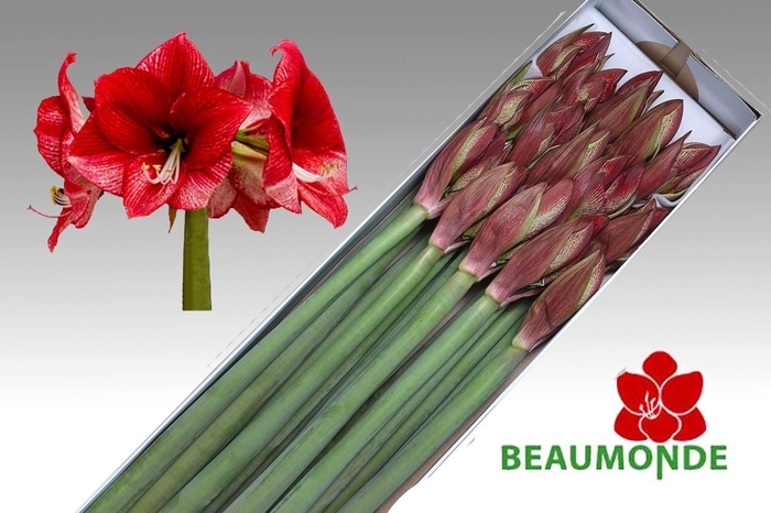 <h4>HIPP GA MAESTRO</h4>