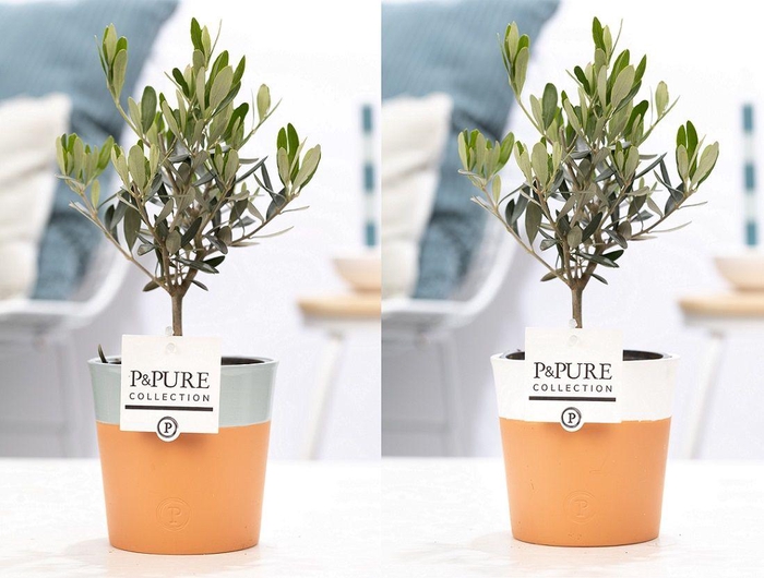 <h4>Olea Europaea in P&PURE Terra Cotta 4 ass.2</h4>
