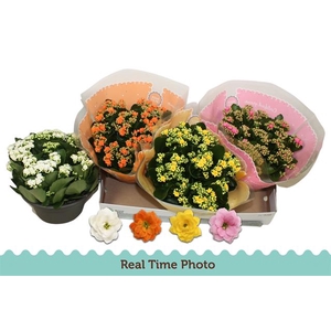 KALAN CALAN MIX 3 COL 23CM