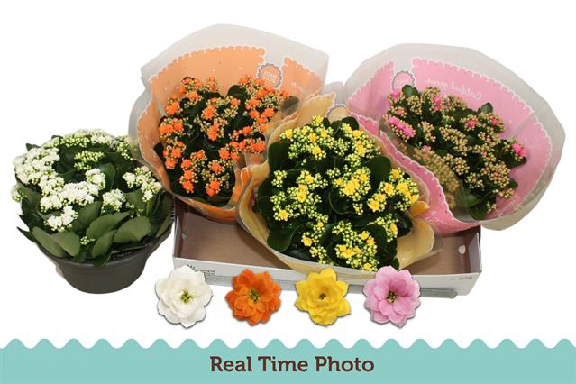 KALAN CALAN MIX 3 COL 23CM