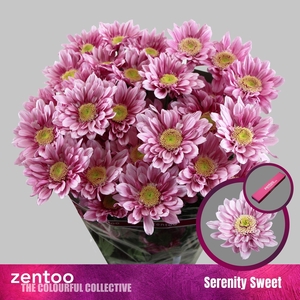 CHRYSANTHEMUM TR 'SERENITY SWEET'