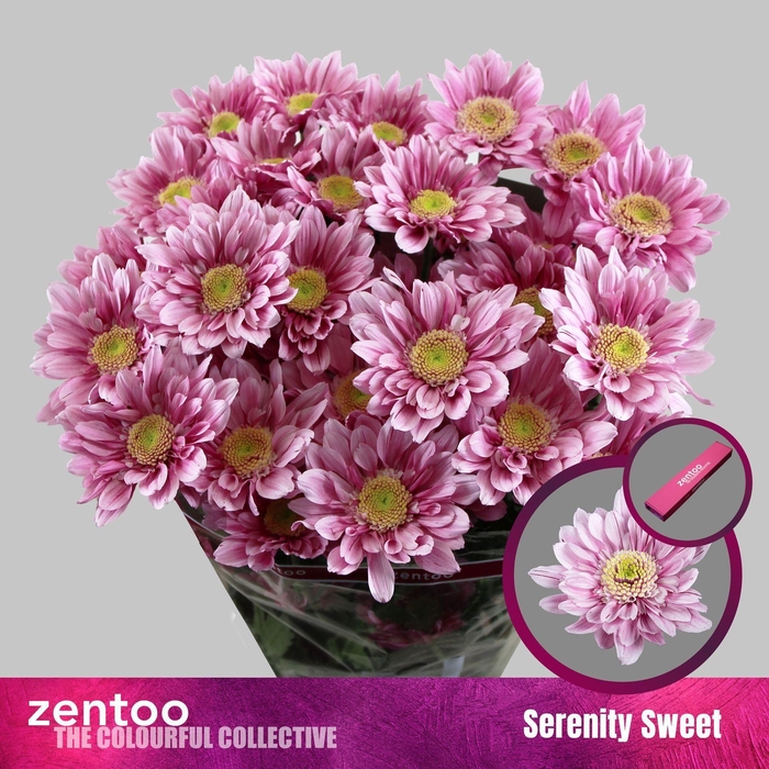 <h4>CHRYSANTHEMUM TR 'SERENITY SWEET'</h4>