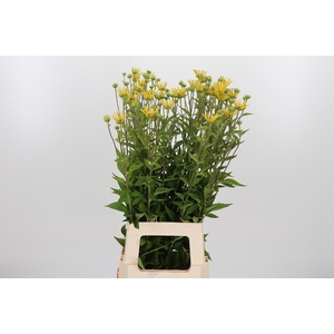 Rudbeckia Overig Spider