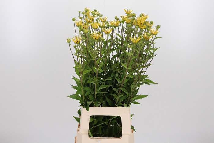 <h4>Rudbeckia Overig Spider</h4>