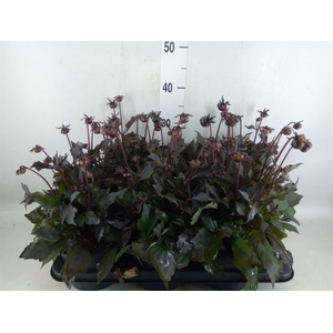 Dahlia  'Hypnotica Candy Corn'