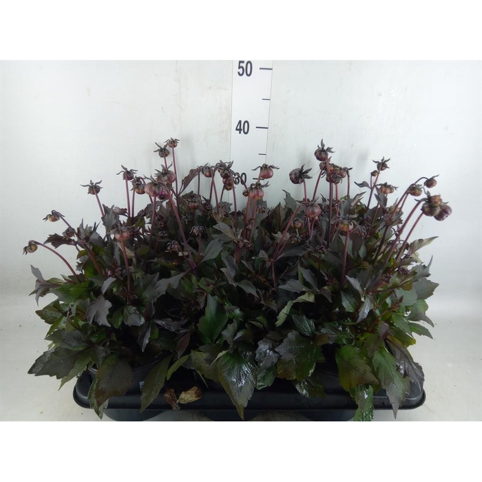 <h4>Dahlia  'Hypnotica Candy Corn'</h4>