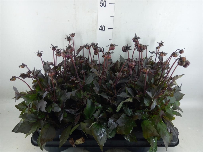 Dahlia  'Hypnotica Candy Corn'