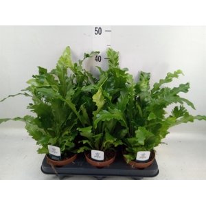 Asplenium nidus 'Campio'