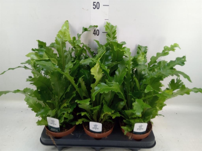 <h4>Asplenium nidus 'Campio'</h4>