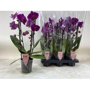 PHAL OV PAARS