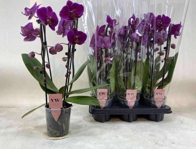 <h4>PHAL OV PAARS</h4>