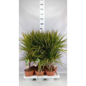 Dracaena marg. 'Sunray'