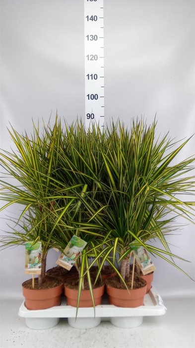 <h4>Dracaena marg. 'Sunray'</h4>