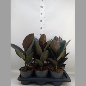 Ficus elastica 'Abidjan'