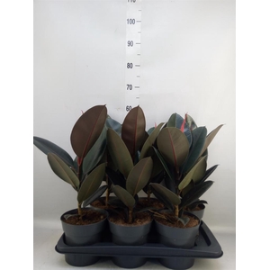 Ficus elastica 'Abidjan'