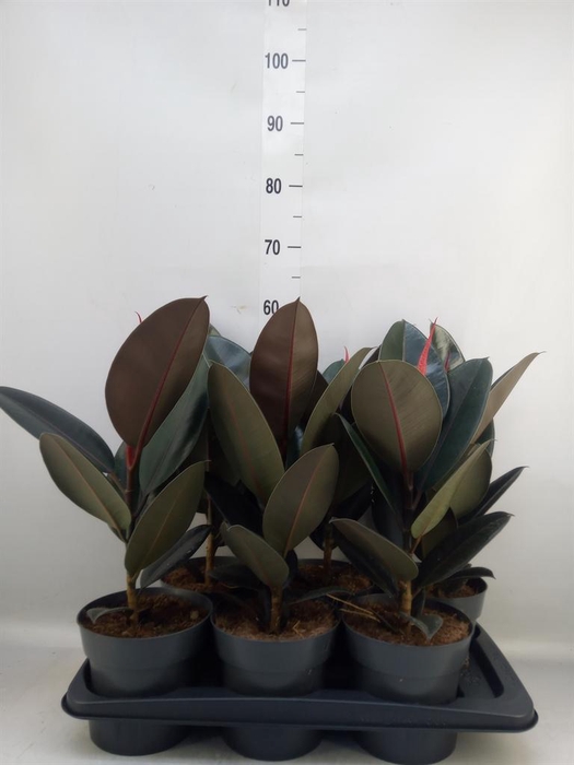 <h4>Ficus elastica 'Abidjan'</h4>