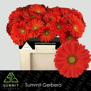 Gerbera Tangerine Water