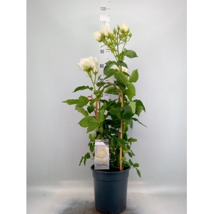 Rosa FL 'Charming Select'