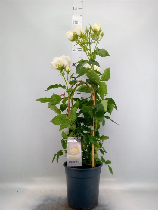 <h4>Rosa FL 'Charming Select'</h4>