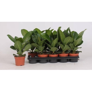 FICUS BENG AUDREY