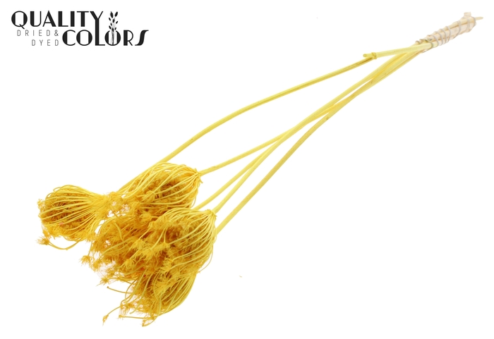 Ammi Majus 4-6cm 5pc/bunch Bleached Yellow