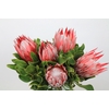 Protea Cyn. Claire