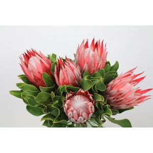 Protea Cyn. Claire