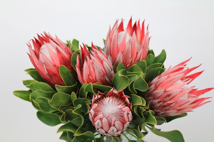 <h4>Protea Cyn. Claire</h4>